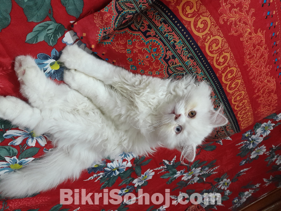 Persian cat